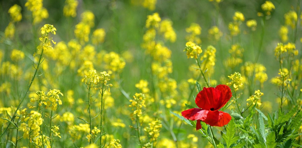 Le “biodiversità” delle BCC fondamentale per l’economia