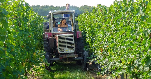 BCC Colli Albani. Rinnovati i patentini per Operatore Macchine Agricole