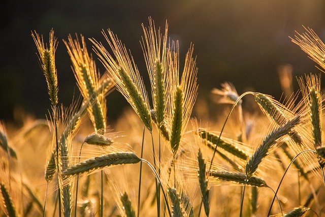 Banca Adria Colli Euganei. Webinar sul tema della fiscalità in agricoltura