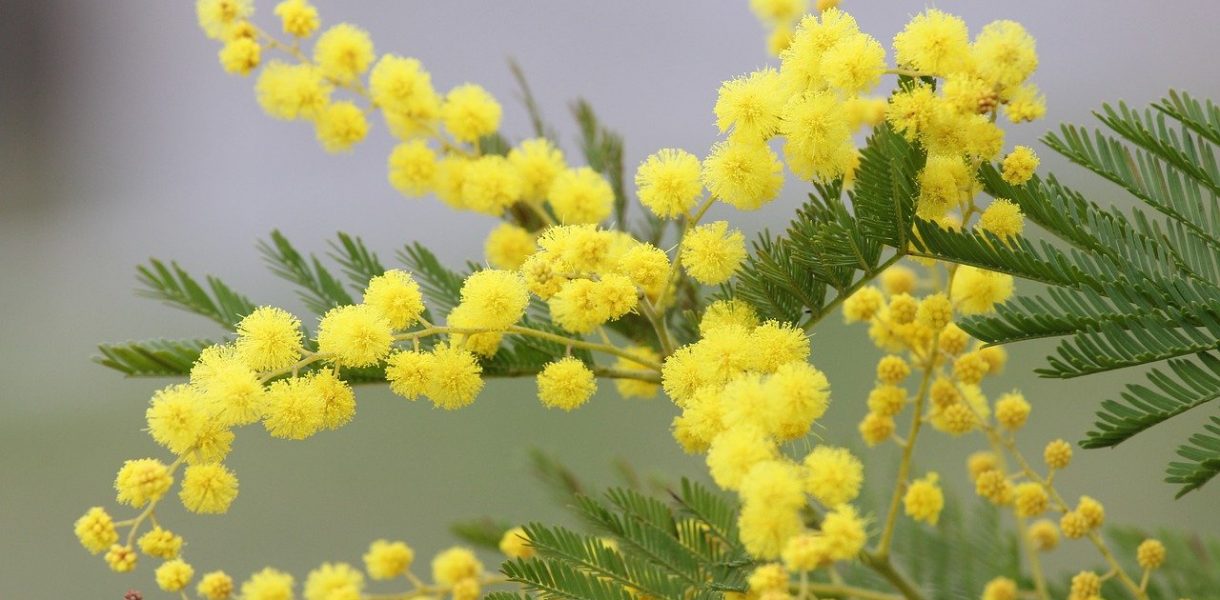 8 Marzo, Festa della donna con le BCC