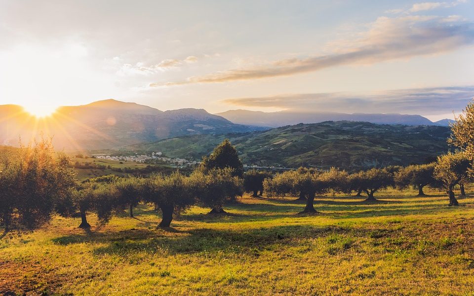 BCC Ostuni e Giovani Soci. Insieme per la rinascita della Piana degli Olivi